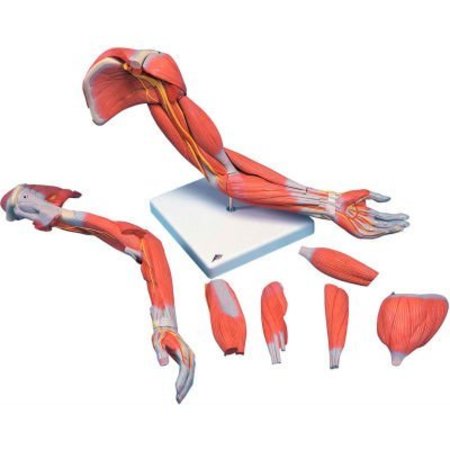 FABRICATION ENTERPRISES 3B® Anatomical Model - Deluxe Muscular Arm, 6-Part 971151